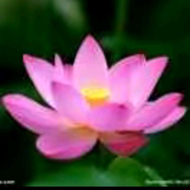 菊花开 🌹