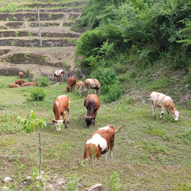 山阳县牧枫家庭农场的小店个体店