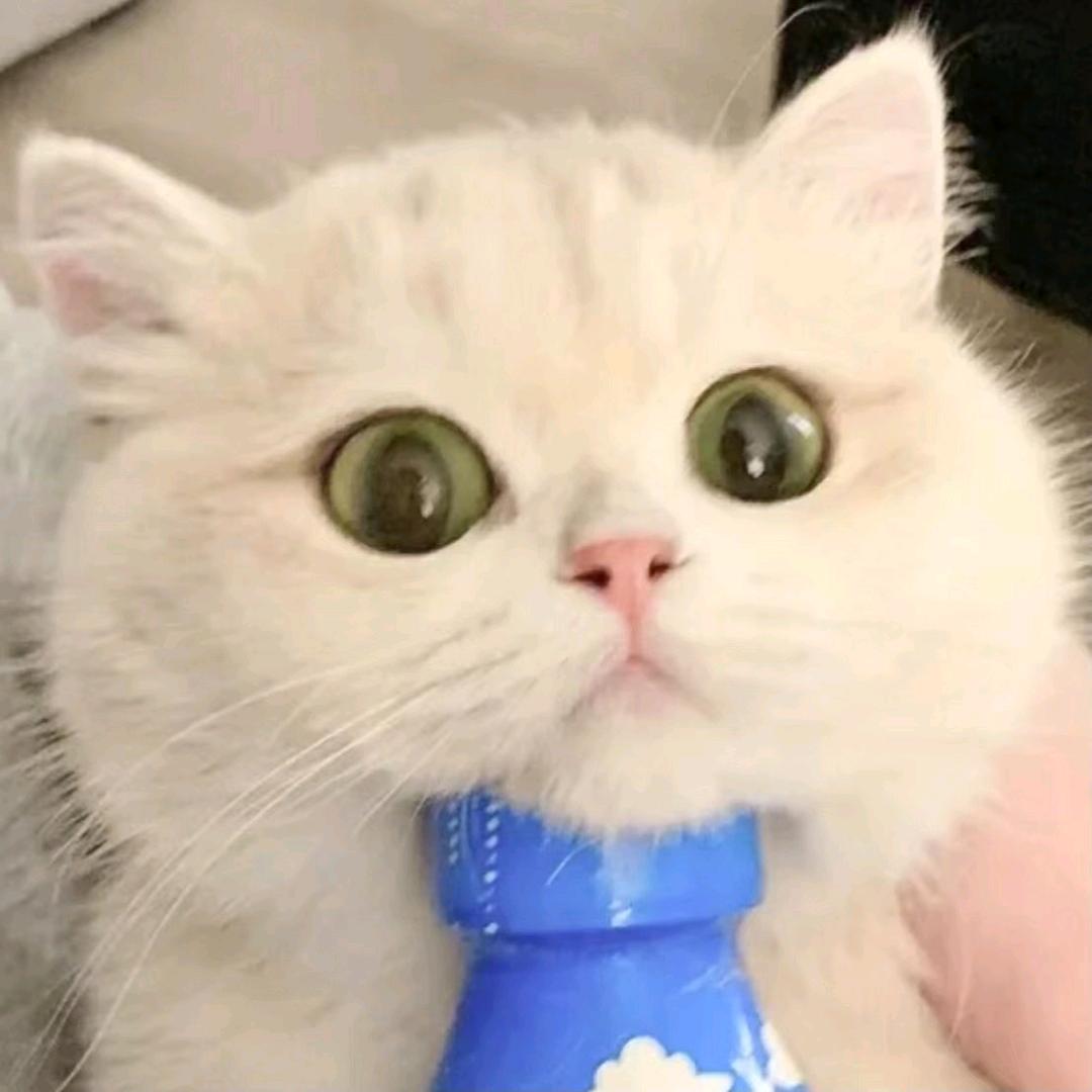 橘橘莫乏
