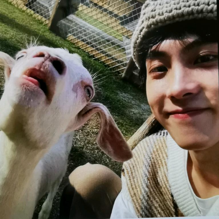 一只眠羊咩咩咩🐏