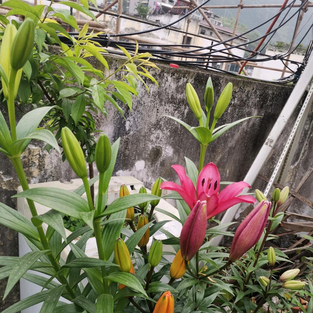 晓燕🌹