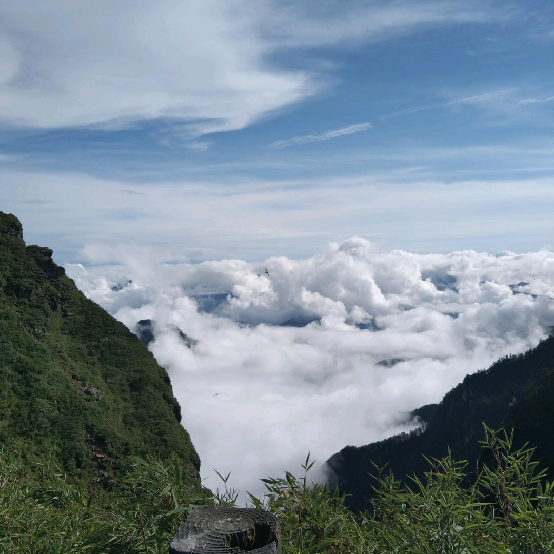 随风落叶