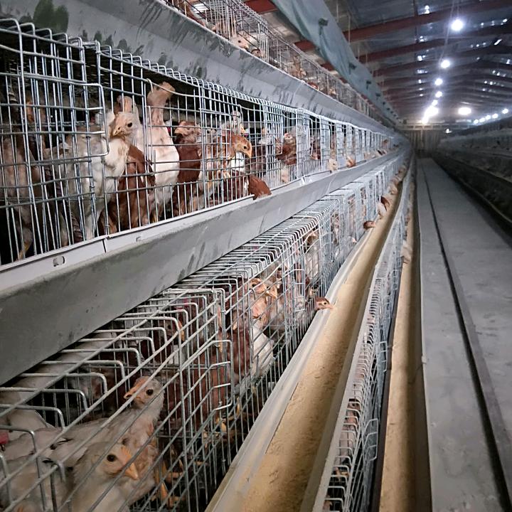 五福青年鸡养殖