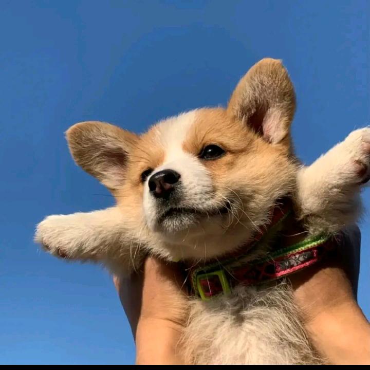 肥猪猪