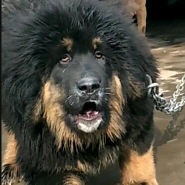 原生犬业养殖厂