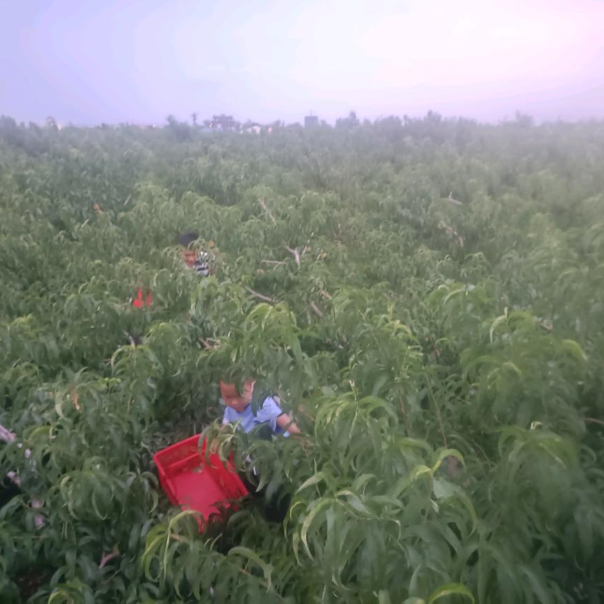 新疆协鑫装修工程