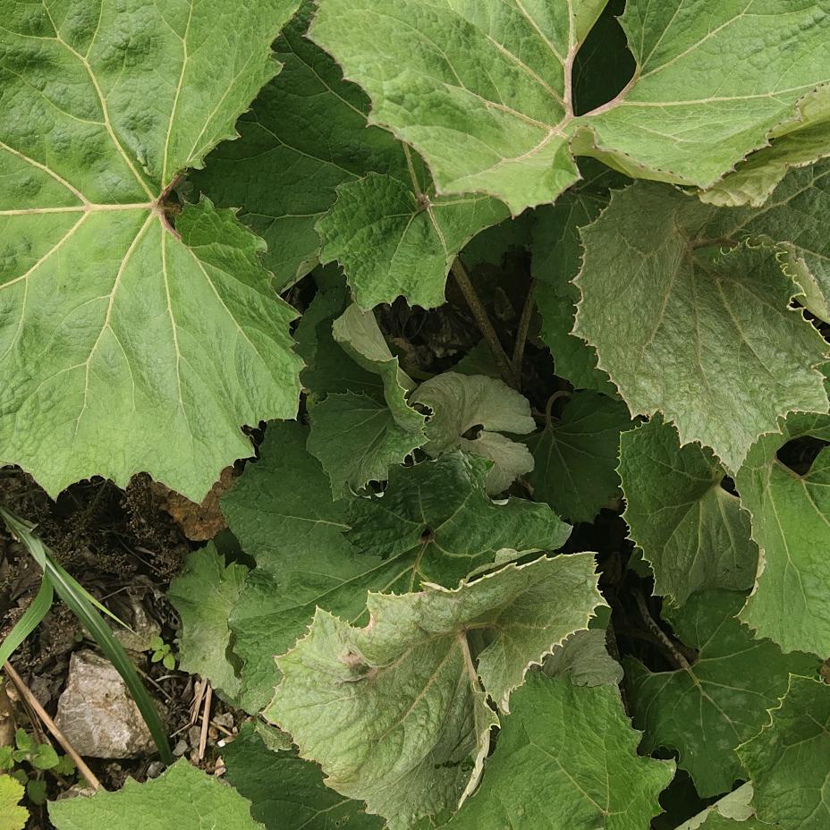 五行能量音乐（收徒）