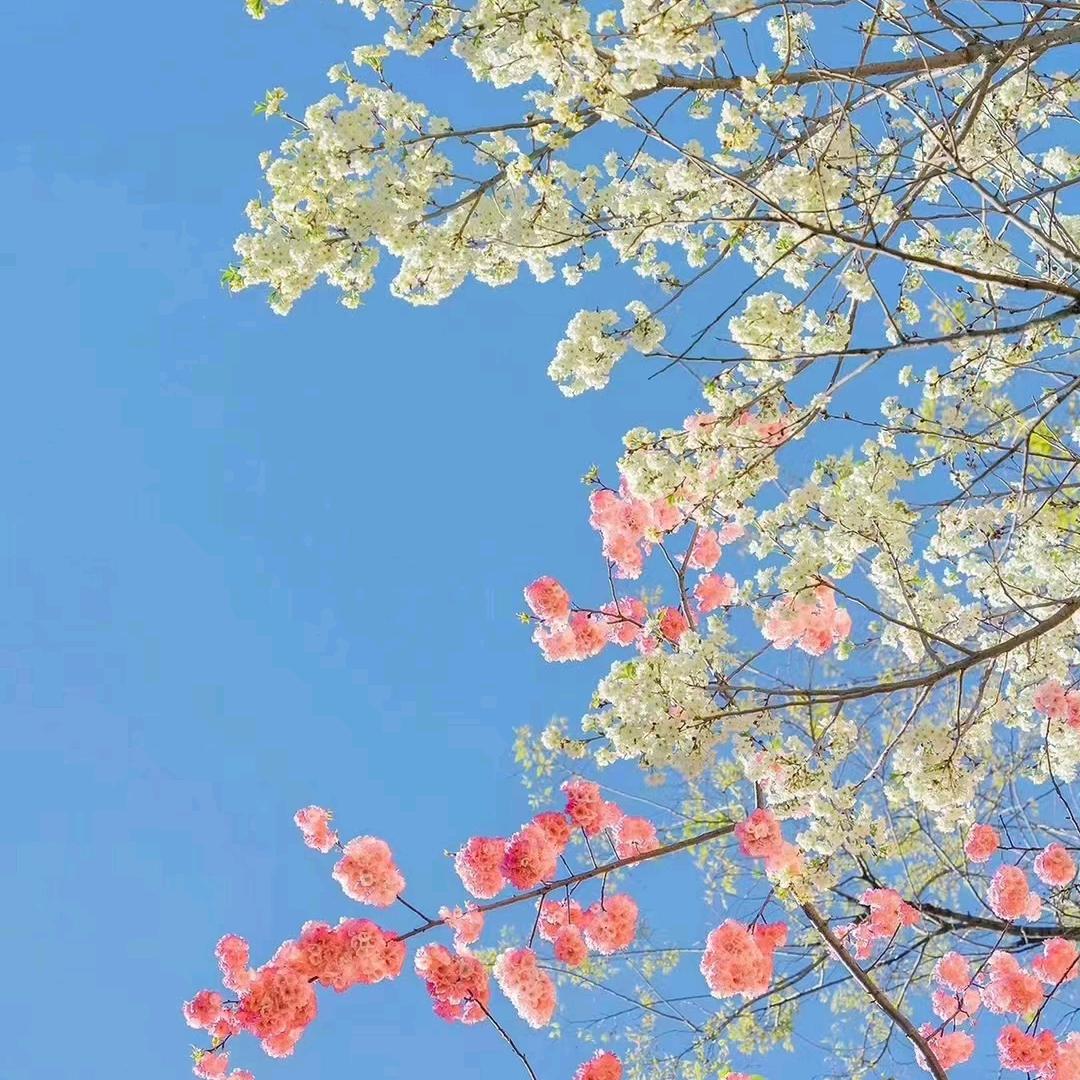 花儿（新人直播交朋友）