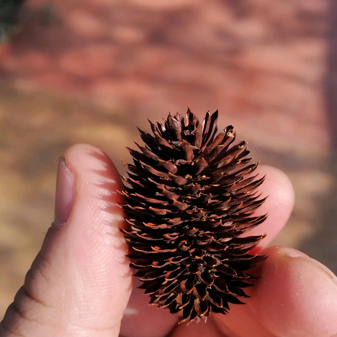 富贵竹和孔雀鱼