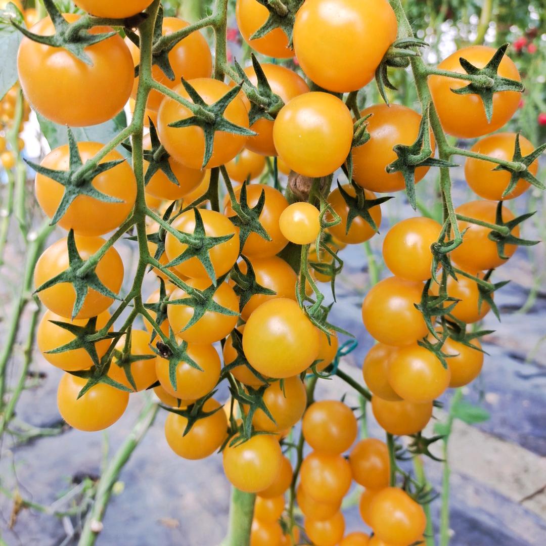 寿光市益亩田种业