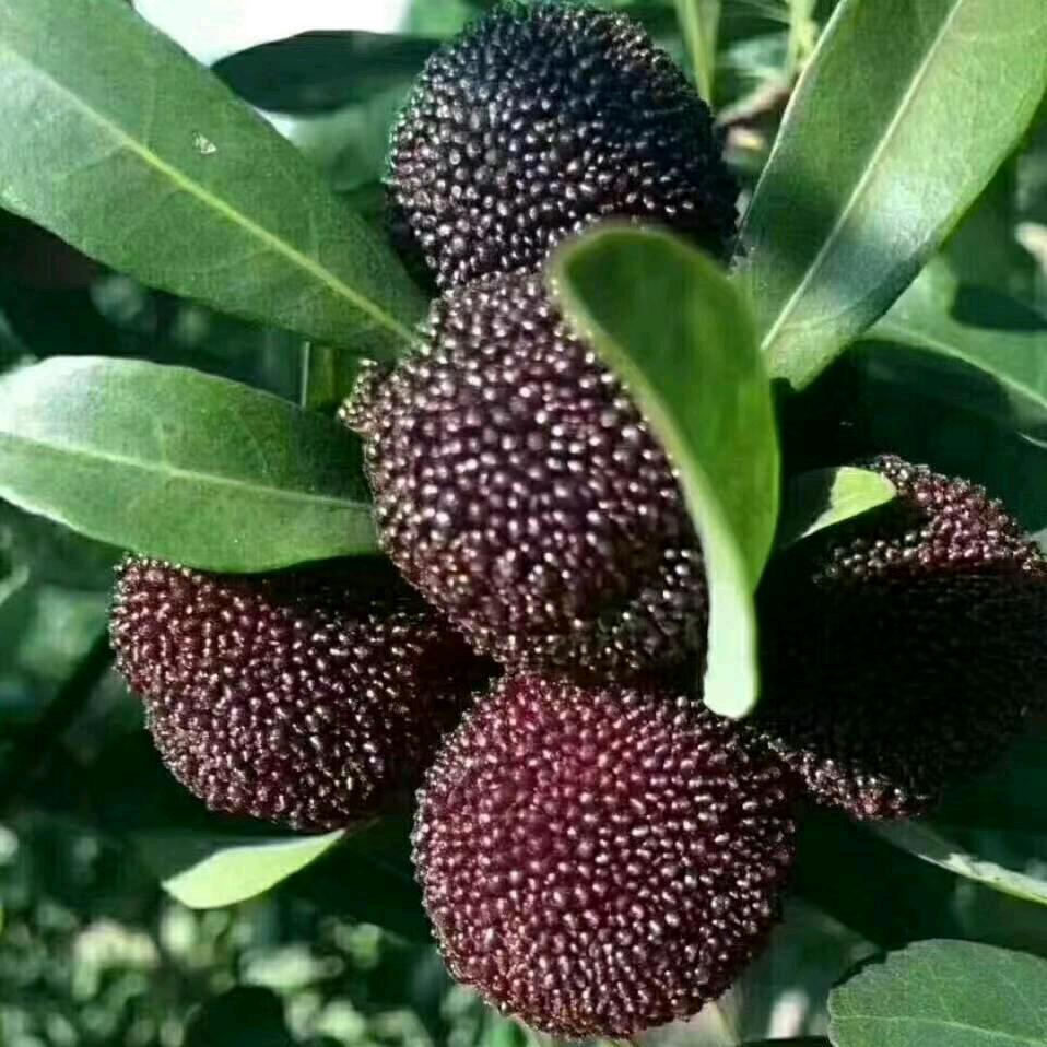 阳光总在风雨后