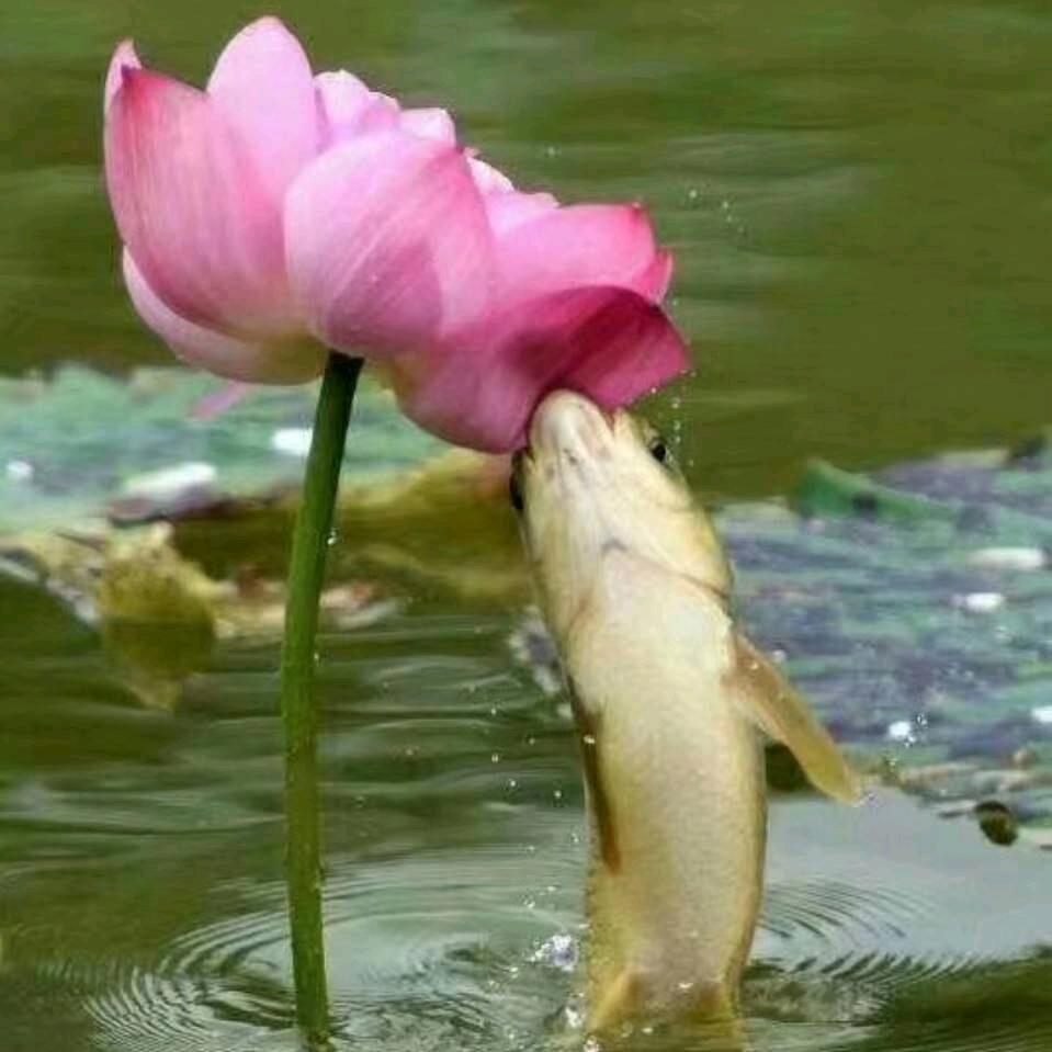梓江魚