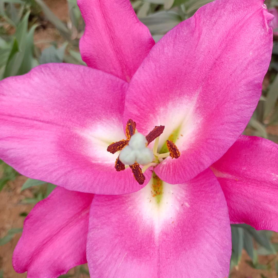 生活在谎言里的傻瓜