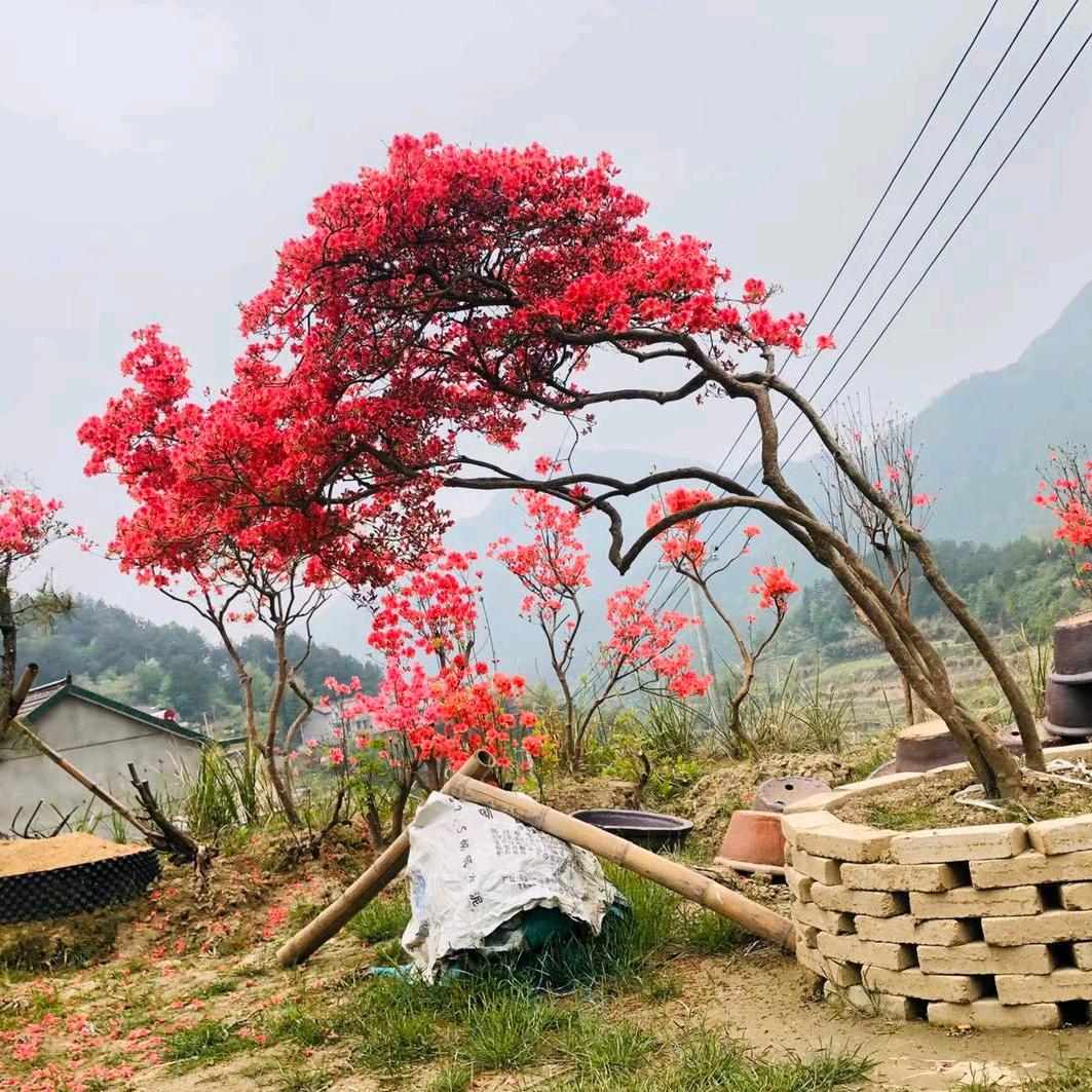 耀仔艺格花卉-映山红