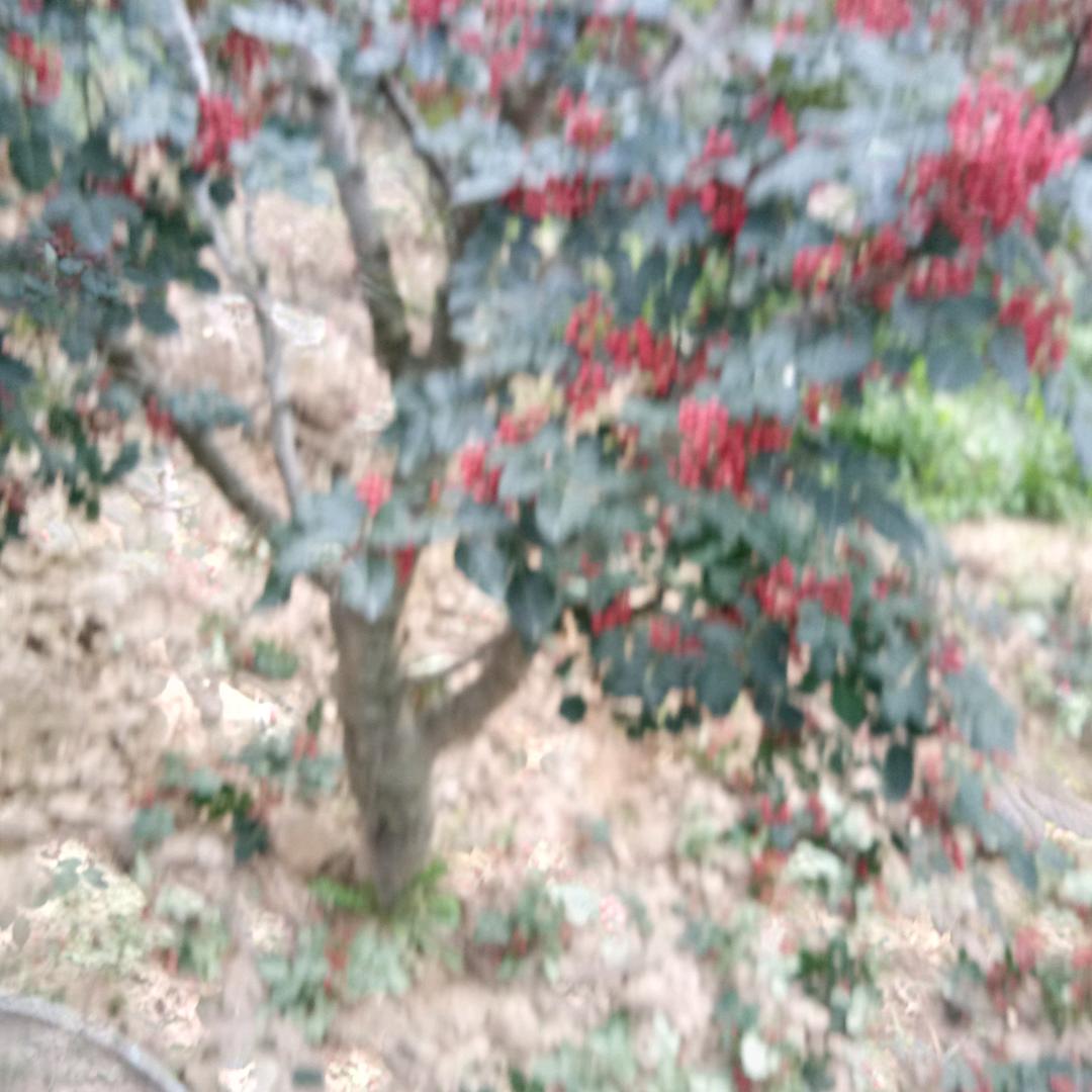 啊锕