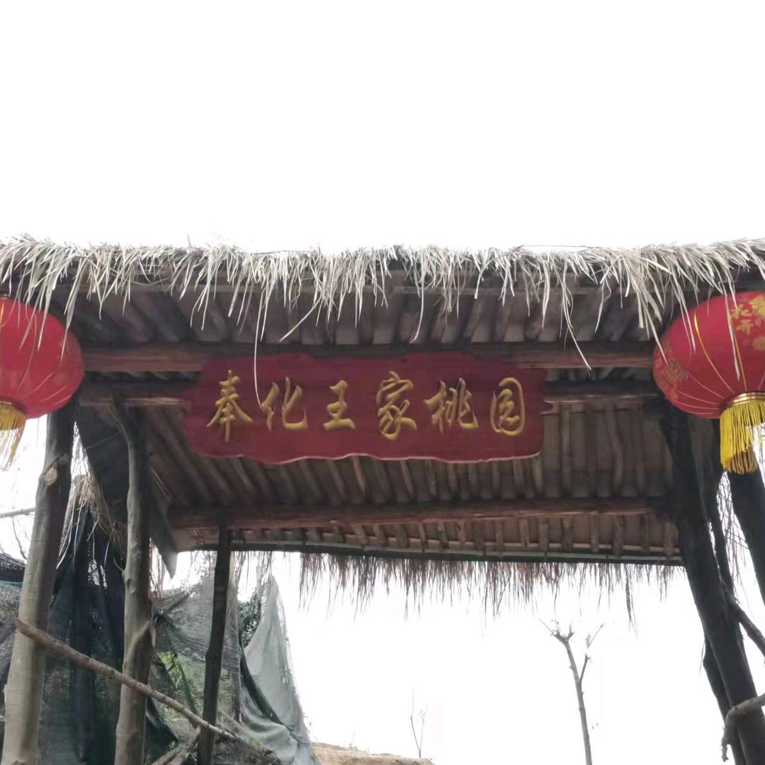 王立旺的奉化王家桃园（采摘园）