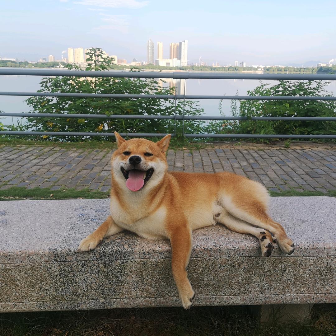 小柴大圣