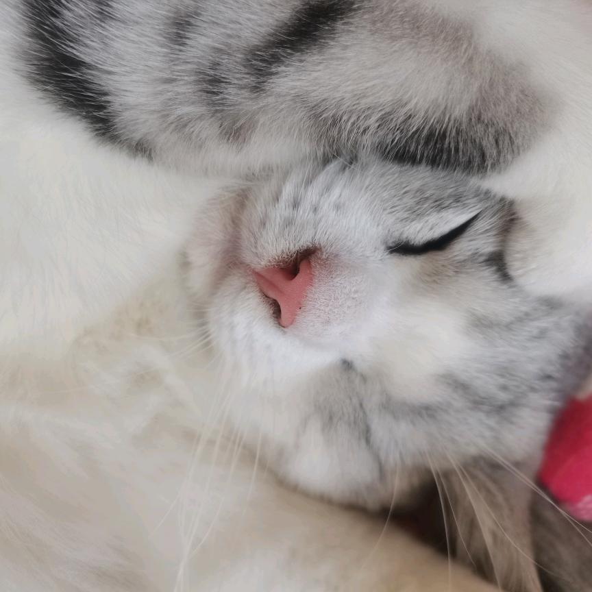 猫猫是宝贝♥️