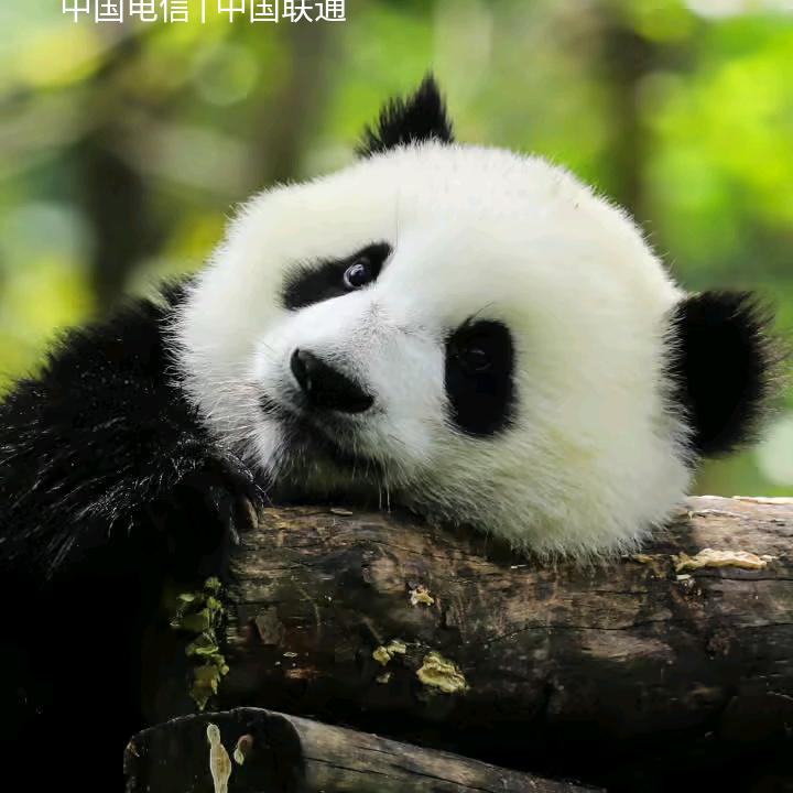 刘海