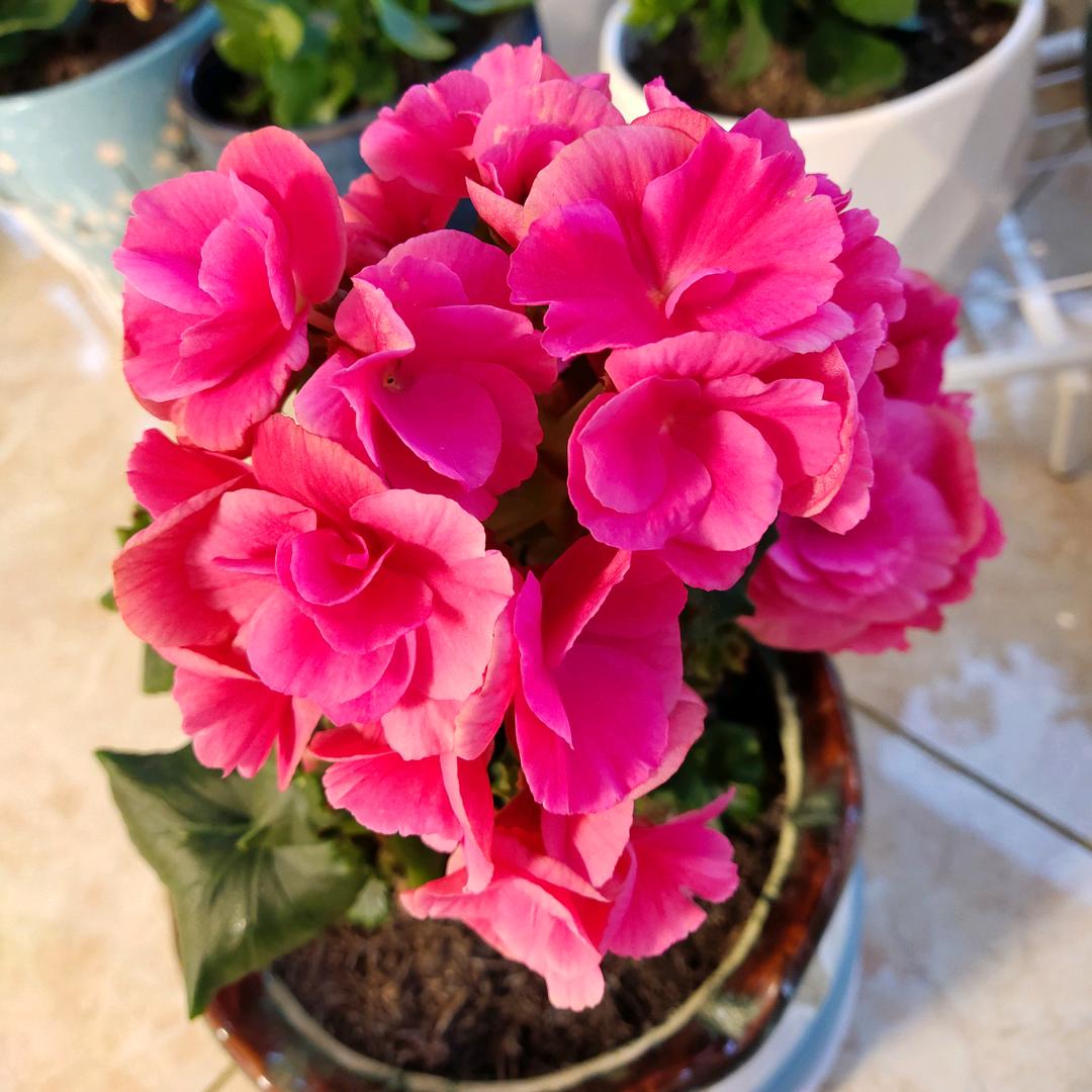 香香爱养花