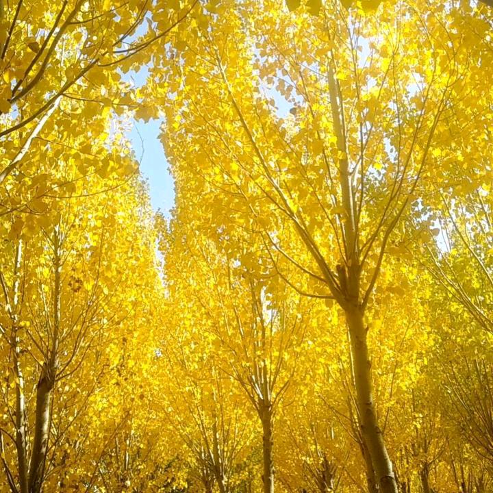 陈振君-艾依格林东店-房产中介