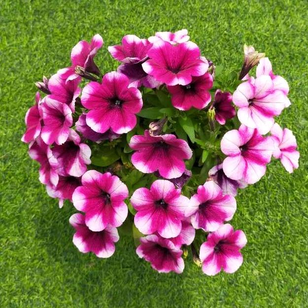 春萍花卉