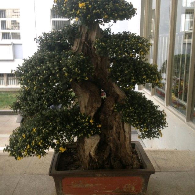 陈樑耀