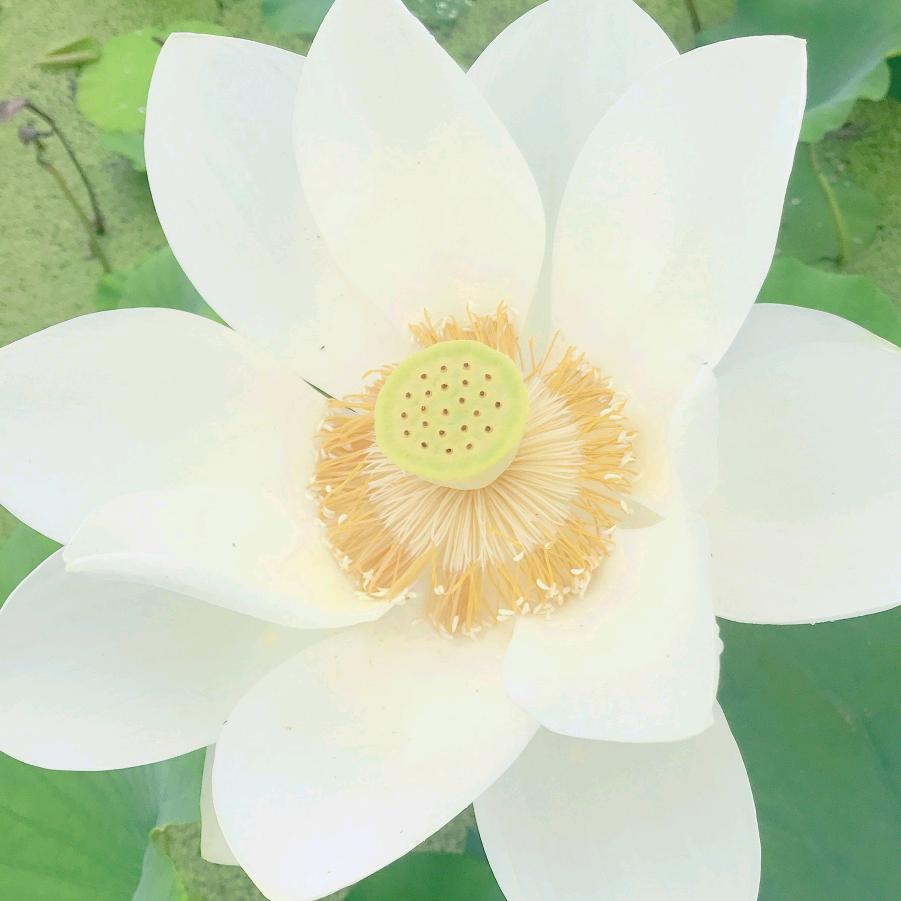 彼此