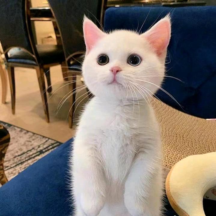 小六（三角洲行动）