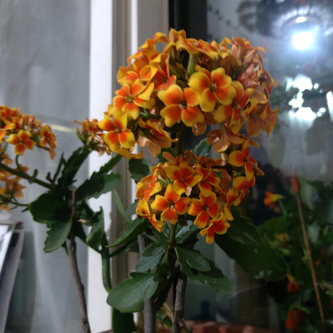 花开花落