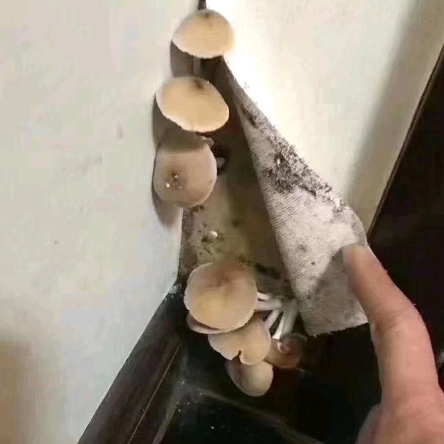 泉州艺术漆施工小罗