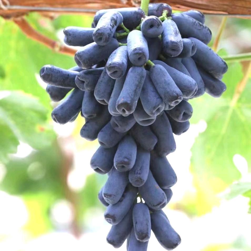 水果姐姐🍇小陶