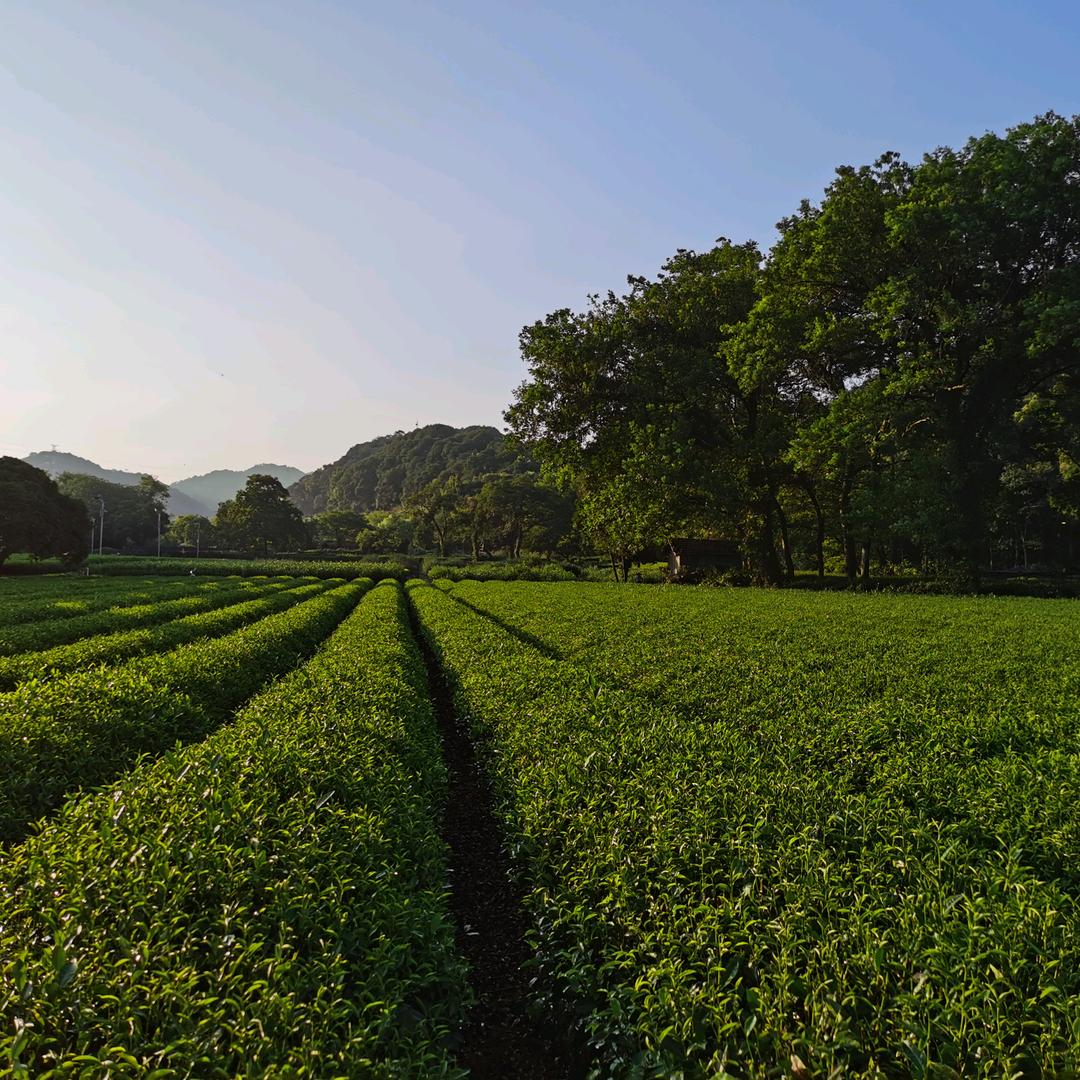 茶园宝哥