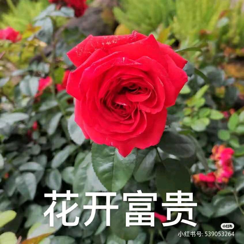朱春梅