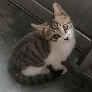 猫猫虫