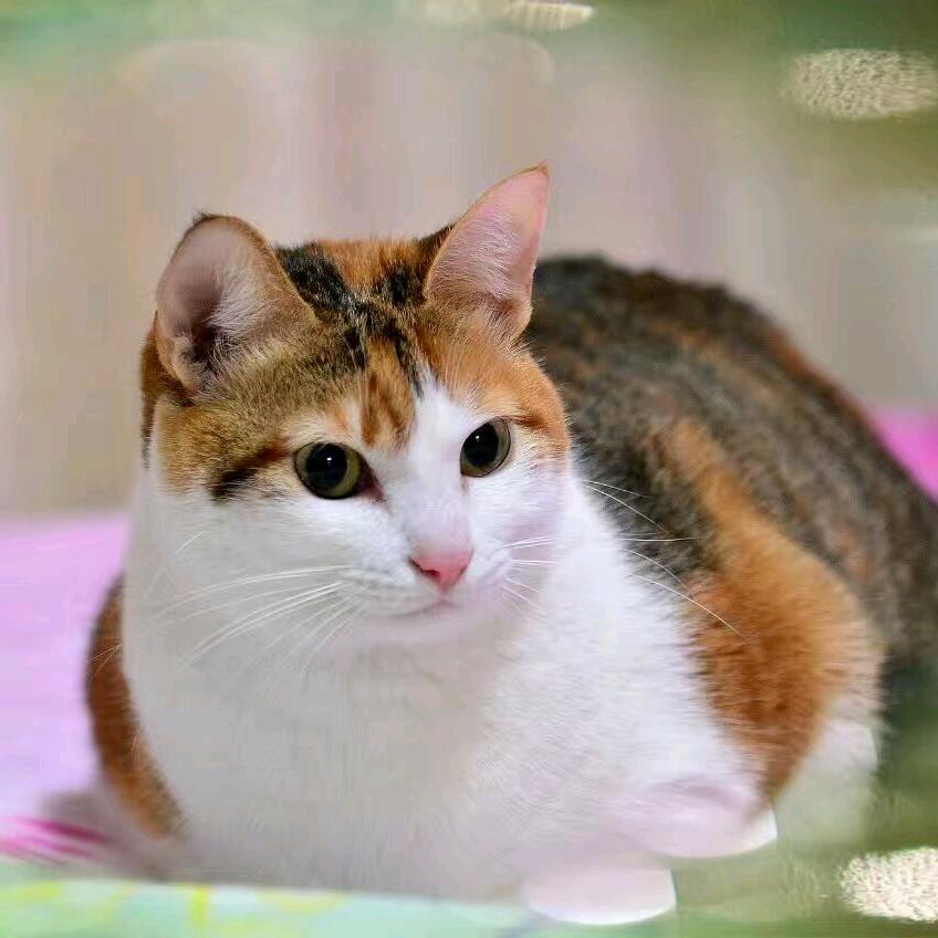 茅山隐士  （原创视频）