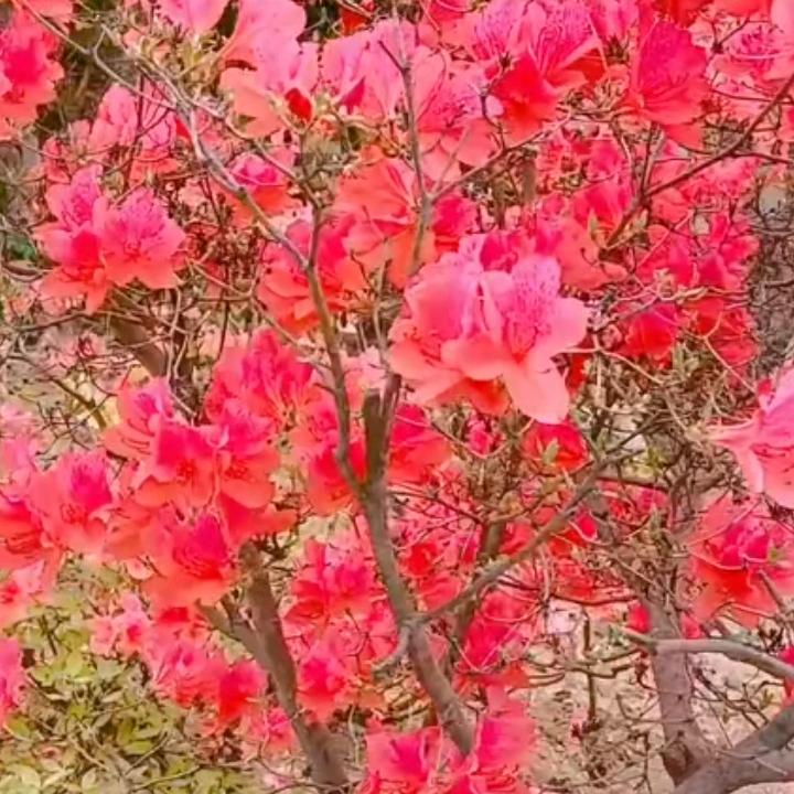 映山红(唐)🌳连赞不超三，谢谢🌳