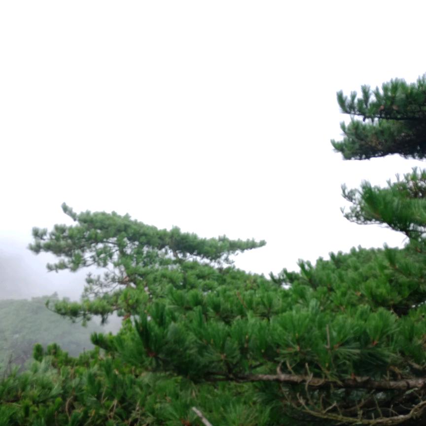 ✿✿ヽ(°▽°)ノ✿