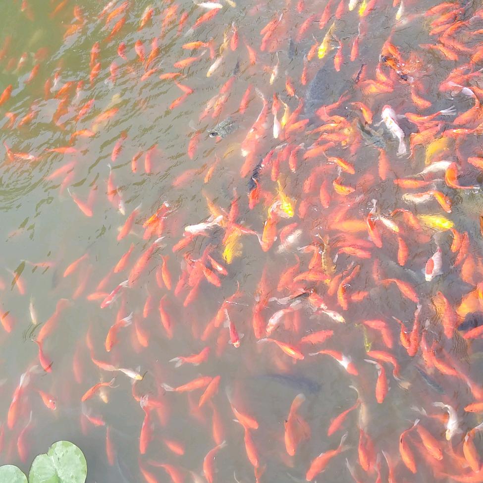 蓝色多瑙河