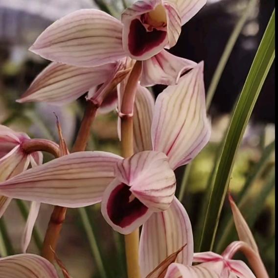 连城鸿运花卉臻选阁