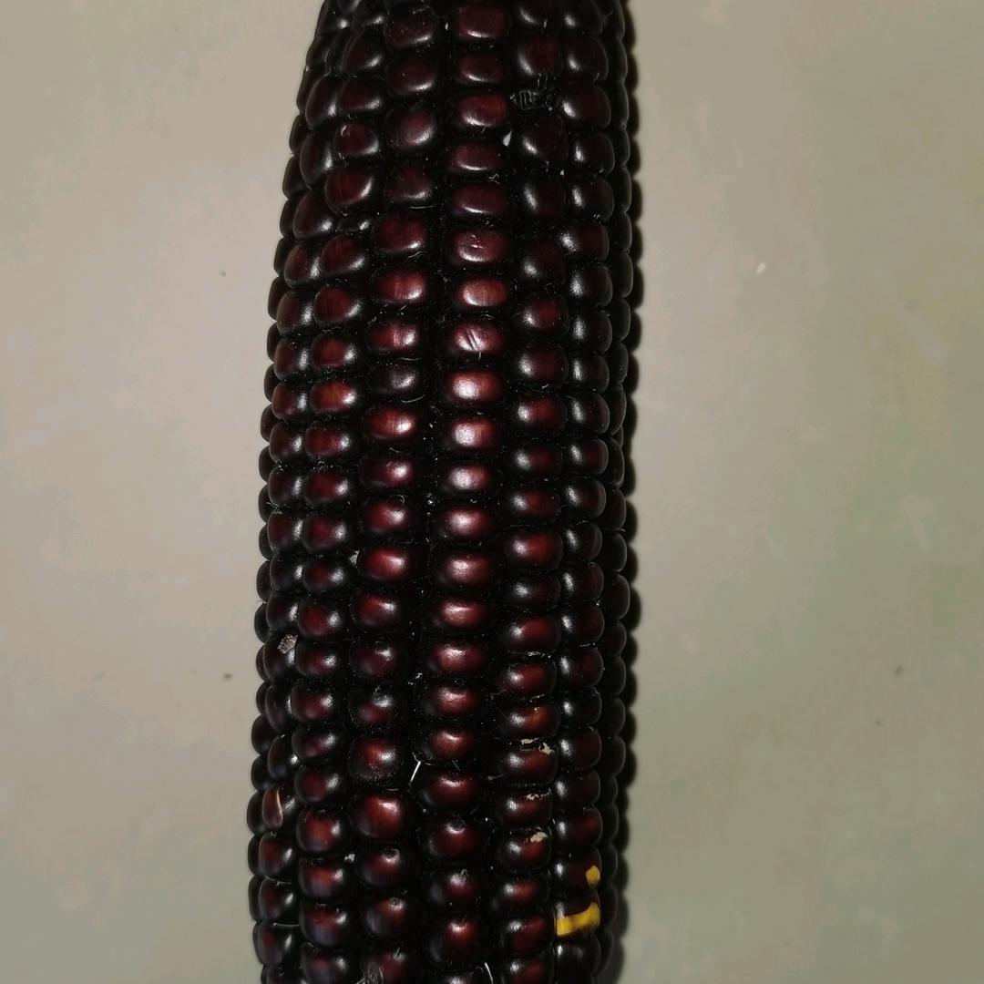 心静执著