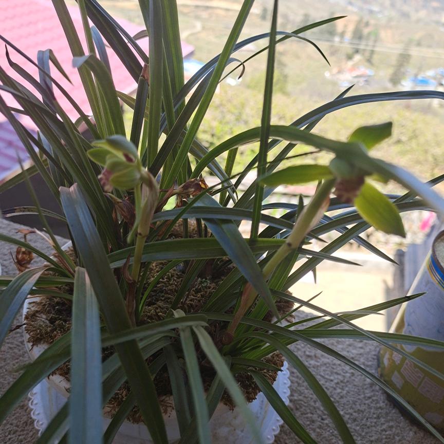 成不了佛就变魔