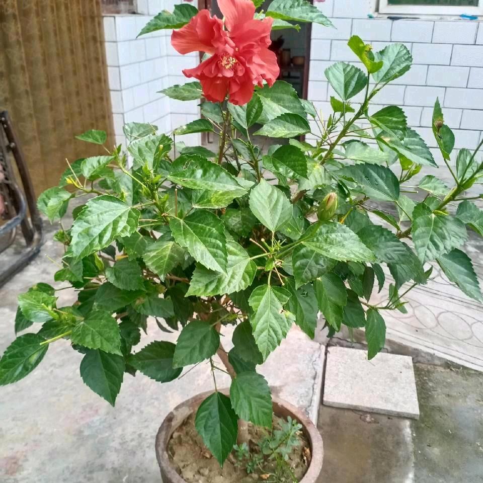 香姐。