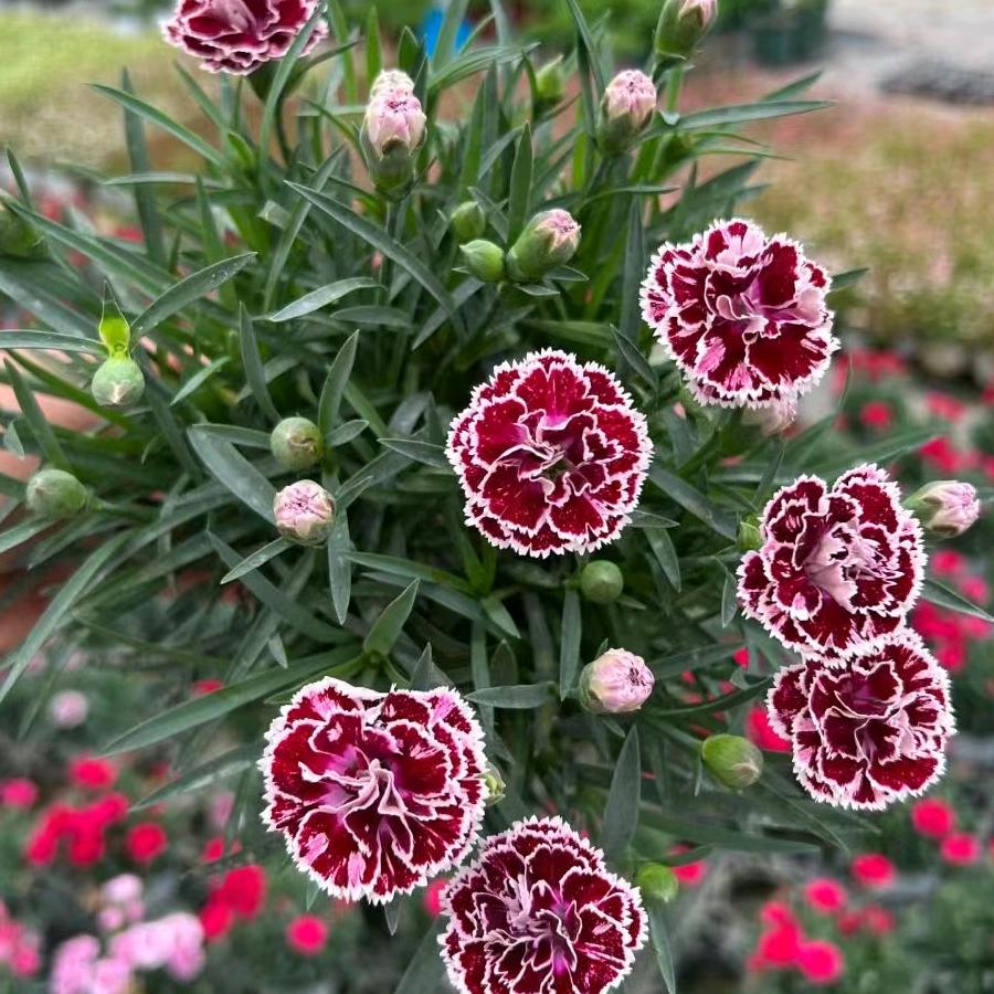 运来花卉