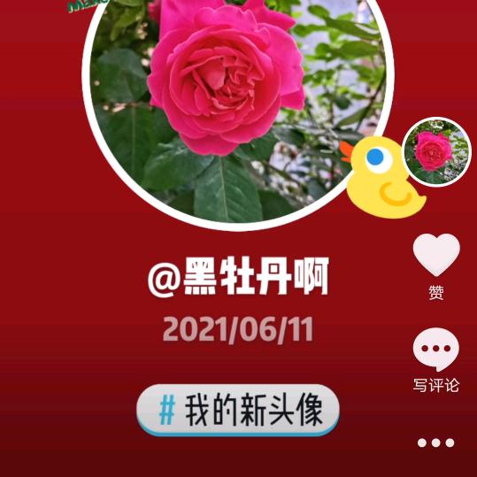 黑牡丹啊