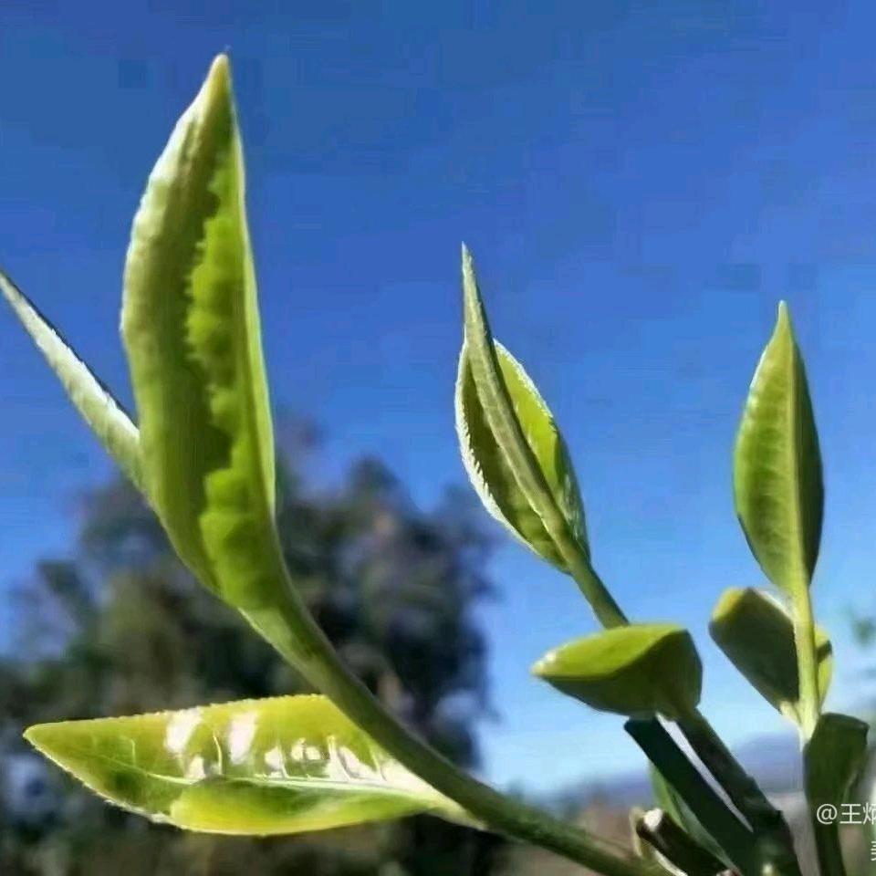 前世水 今生茶