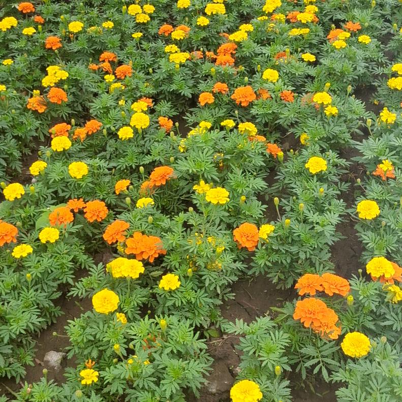 春花