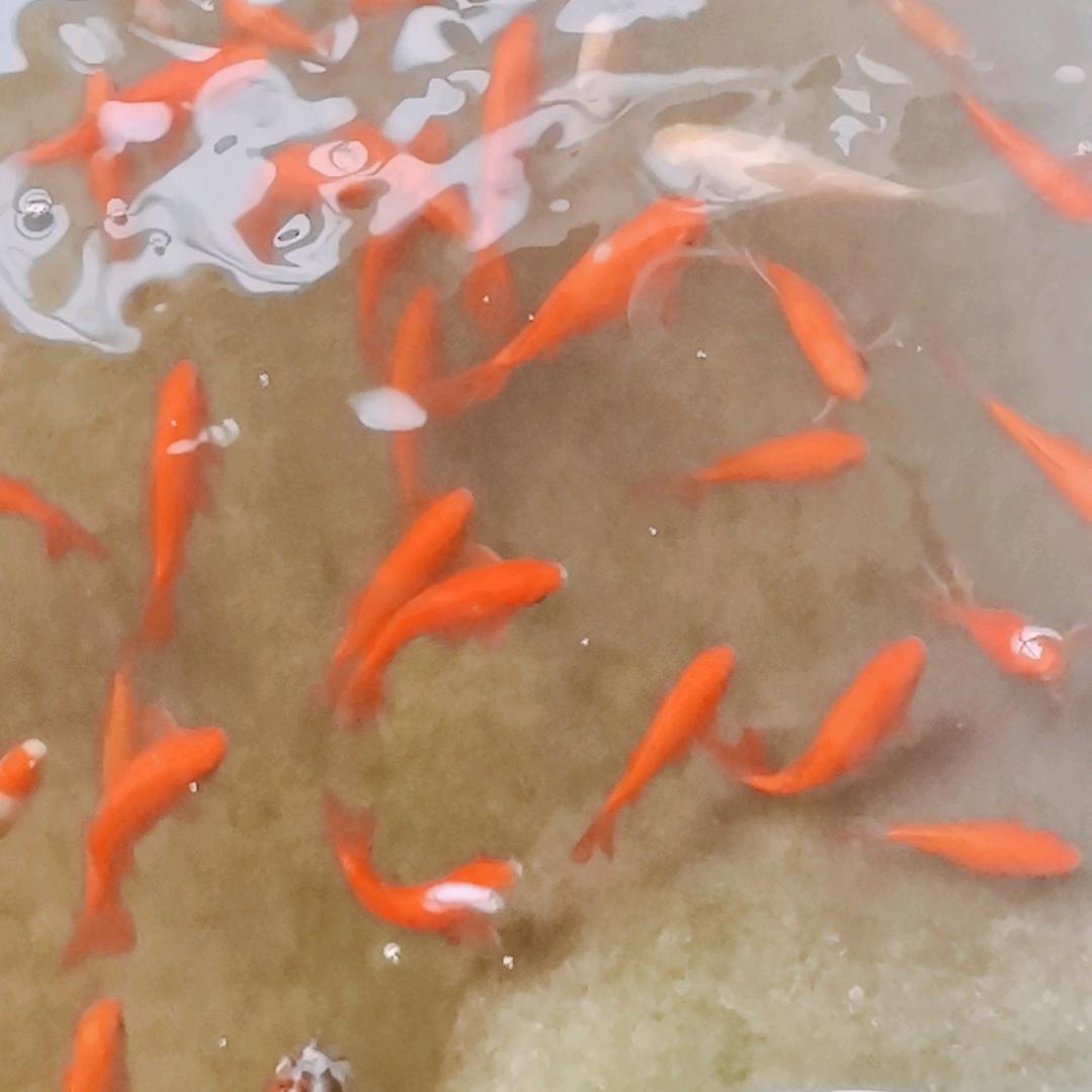 我要游遍全世界。🐠🐠🐠