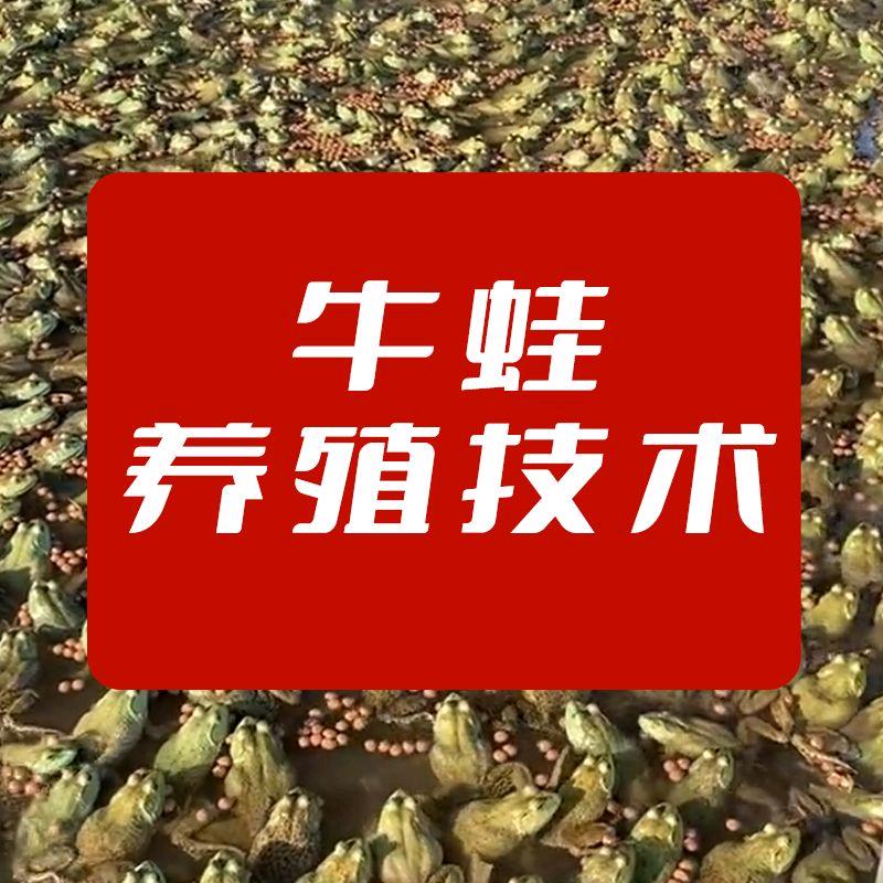 肥大壮（牛蛙养殖技术）