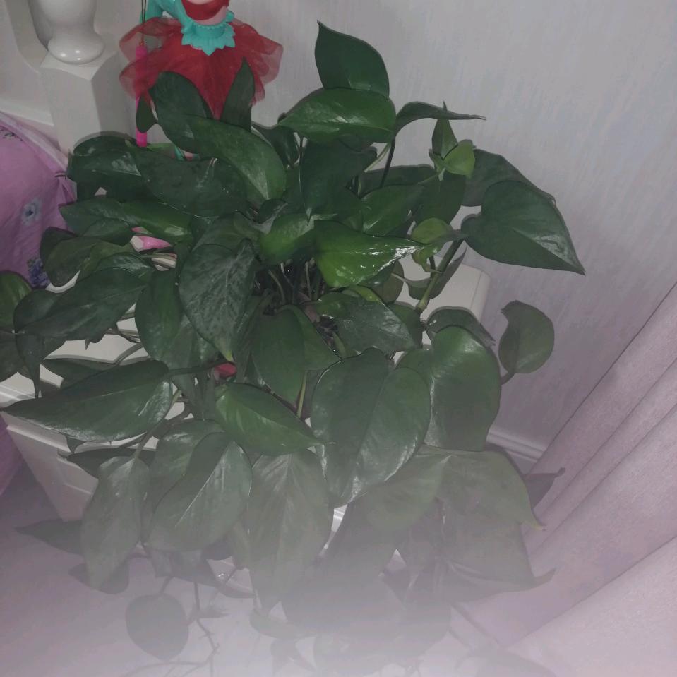 随缘